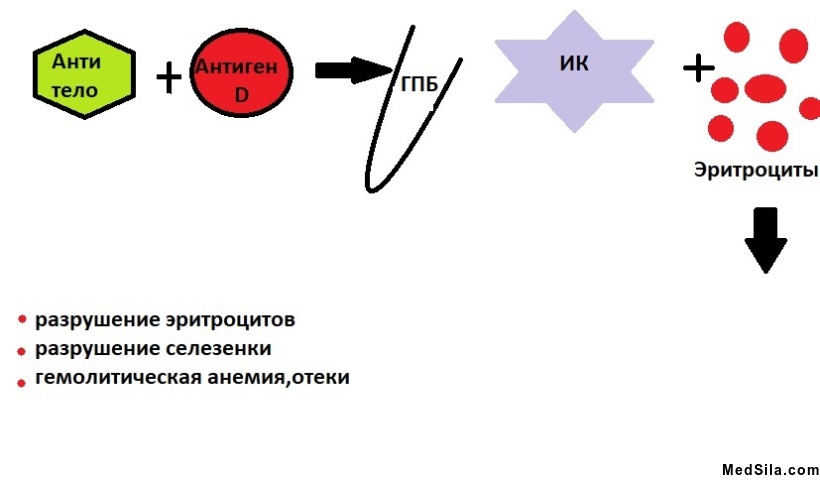 Образование антител